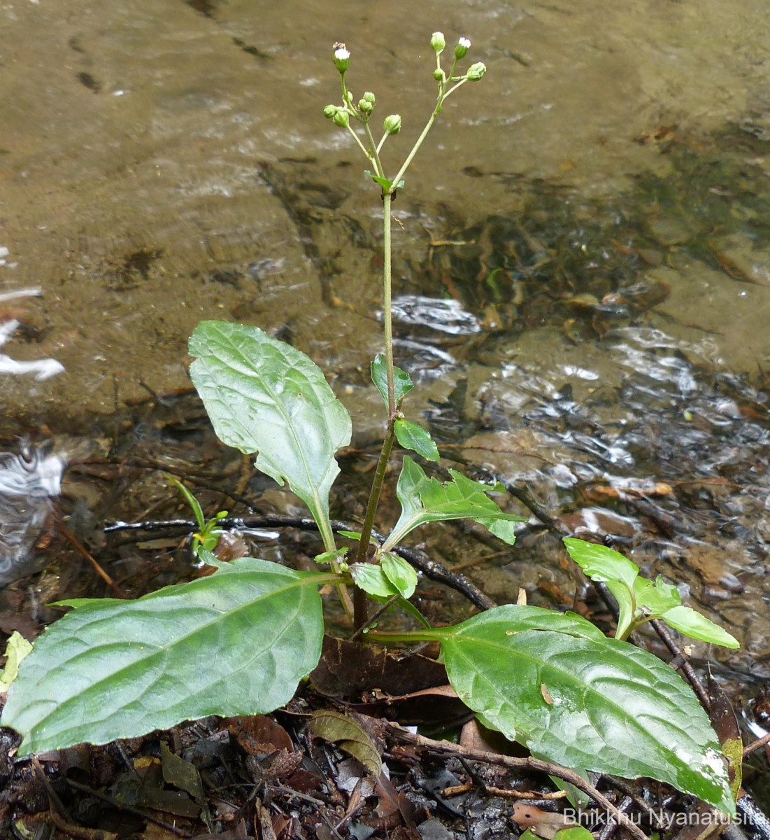 Adenostemma